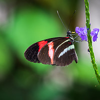 Buy canvas prints of Postman butterfly  by chris smith