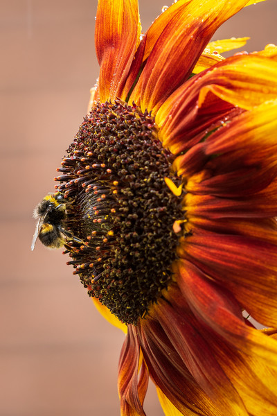 Bee on a sunflower  Picture Board by chris smith