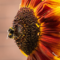 Buy canvas prints of Bee on a sunflower  by chris smith