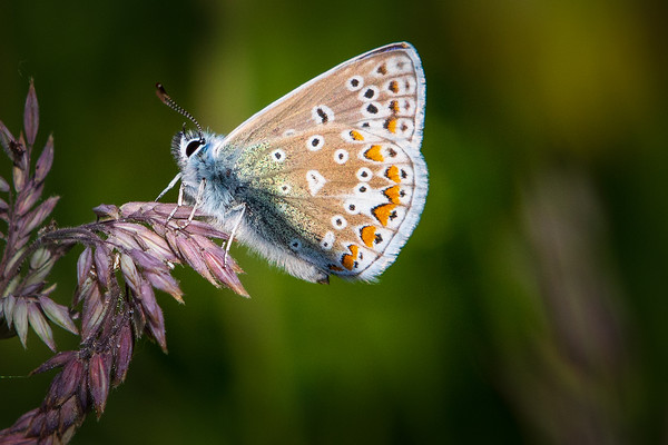 common blue butterfly                  Picture Board by chris smith