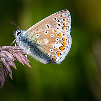 Buy canvas prints of common blue butterfly                  by chris smith