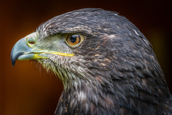 Grey buzzard eagle  Picture Board by chris smith