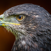 Buy canvas prints of Grey buzzard eagle  by chris smith
