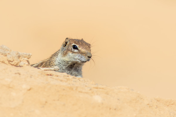  Barbary ground squirrel  Picture Board by chris smith