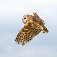 Buy canvas prints of Barn owl  by chris smith