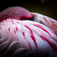 Buy canvas prints of Flamingo   by chris smith