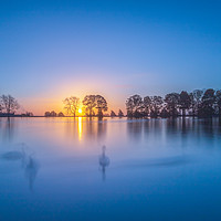 Buy canvas prints of Swan Lake  by chris smith