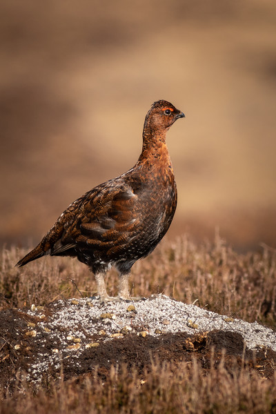 Red grouse  (Lagopus lagopus)  Picture Board by chris smith
