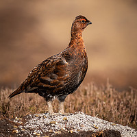 Buy canvas prints of Red grouse  (Lagopus lagopus)  by chris smith