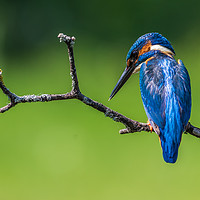 Buy canvas prints of kingfisher (Alcedo atthis)   by chris smith