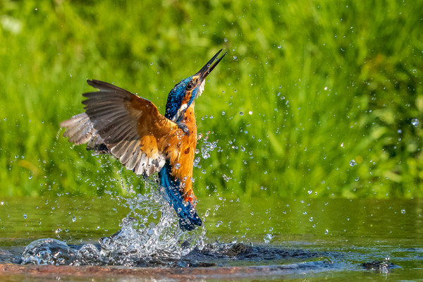 kingfisher (Alcedo atthis)  Picture Board by chris smith