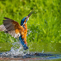 Buy canvas prints of kingfisher (Alcedo atthis)  by chris smith