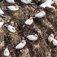 Buy canvas prints of Gannets nesting  by chris smith