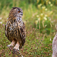 Buy canvas prints of Eagle owl  (Bubo bubo)  by chris smith