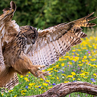 Buy canvas prints of Eagle owl  (Bubo bubo)  by chris smith
