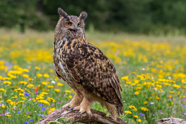 Eagle owl  (Bubo bubo) perched   Picture Board by chris smith