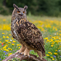 Buy canvas prints of Eagle owl  (Bubo bubo) perched   by chris smith