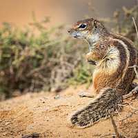 Buy canvas prints of  Barbary ground squirrel  by chris smith