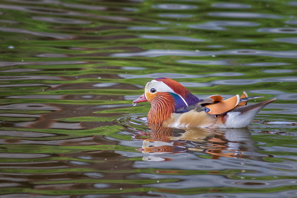Mandarin duck     Picture Board by chris smith