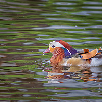 Buy canvas prints of Mandarin duck     by chris smith