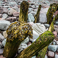 Buy canvas prints of wooden groynes with seaweed     by chris smith