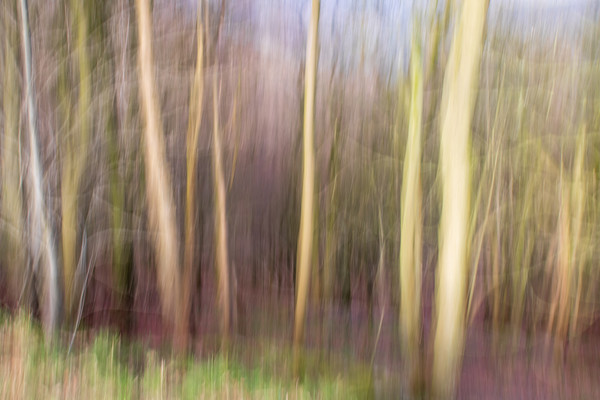 abstract blur forest  Picture Board by chris smith