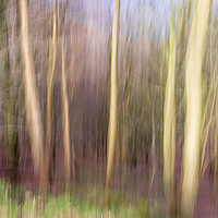 Buy canvas prints of abstract blur forest  by chris smith