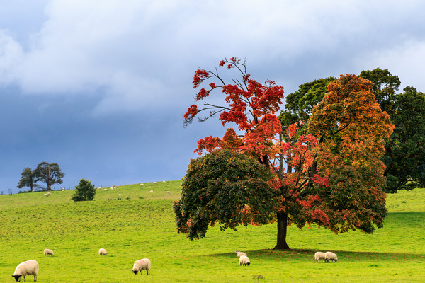 Autumn sheep  Picture Board by chris smith