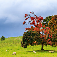 Buy canvas prints of Autumn sheep  by chris smith
