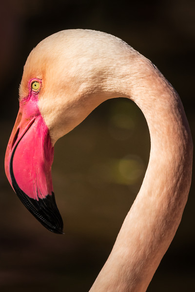 Flamingo                        Picture Board by chris smith