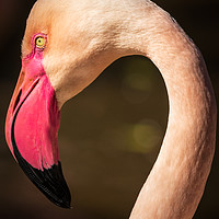 Buy canvas prints of Flamingo                        by chris smith