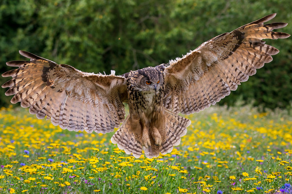 Eagle owl  (Bubo bubo)  Picture Board by chris smith