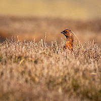 Buy canvas prints of Red grouse  (Lagopus lagopus)           by chris smith