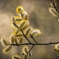 Buy canvas prints of Pussy willow   by chris smith