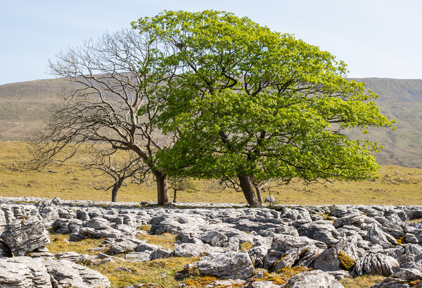 limestone pavement    Picture Board by chris smith