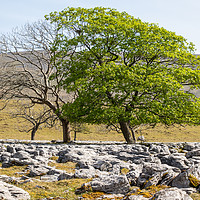 Buy canvas prints of limestone pavement    by chris smith