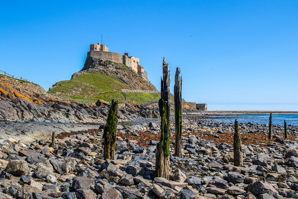 Lindisfarne castle   Picture Board by chris smith