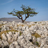 Buy canvas prints of limestone pavement   by chris smith