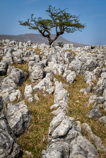 limestone pavement   Picture Board by chris smith
