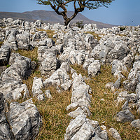 Buy canvas prints of limestone pavement   by chris smith