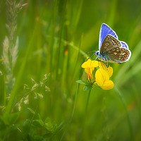 Buy canvas prints of Common blue butterfly   by chris smith