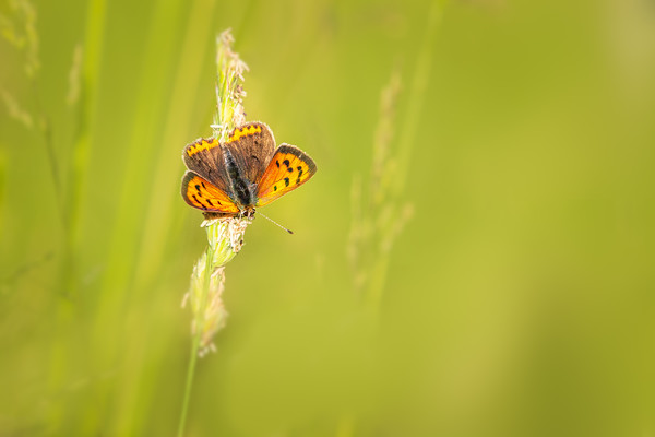Small copper butterfly   Picture Board by chris smith