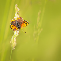 Buy canvas prints of Small copper butterfly   by chris smith