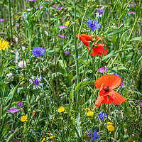 Buy canvas prints of wild flowers  by chris smith