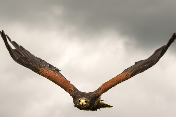 Harris Hawk  Picture Board by chris smith