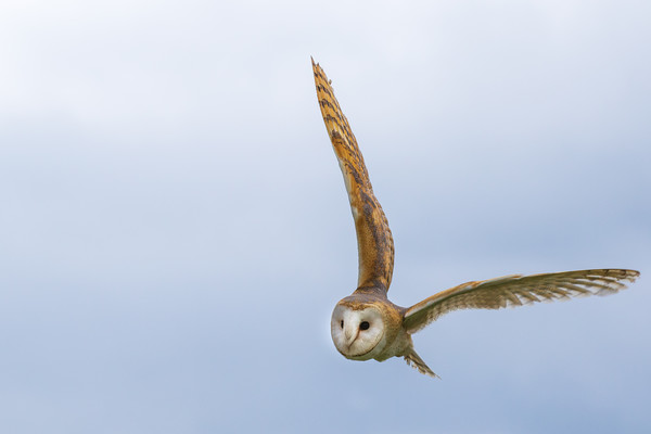 Barn owl  Picture Board by chris smith