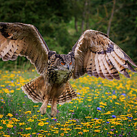 Buy canvas prints of Eagle owl by chris smith