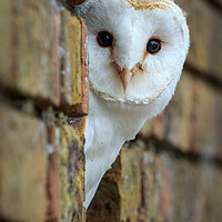 Buy canvas prints of Barn Owl (tyto alba) by chris smith