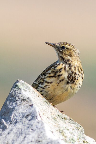 Meadow Pipit  Picture Board by chris smith
