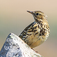Buy canvas prints of Meadow Pipit  by chris smith
